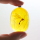 Illustration for article titled Lovely, Creepy Necklaces Made from Insects Caught in Amber